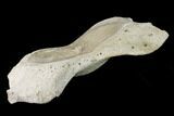 Fossil Whale Cervical Vertebra - Yorktown Formation #137603-1
